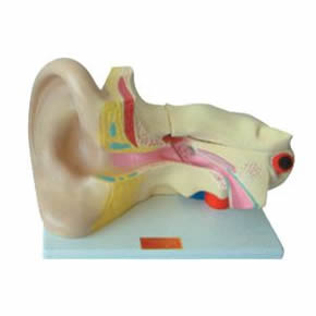 耳解剖模型耳解剖模型